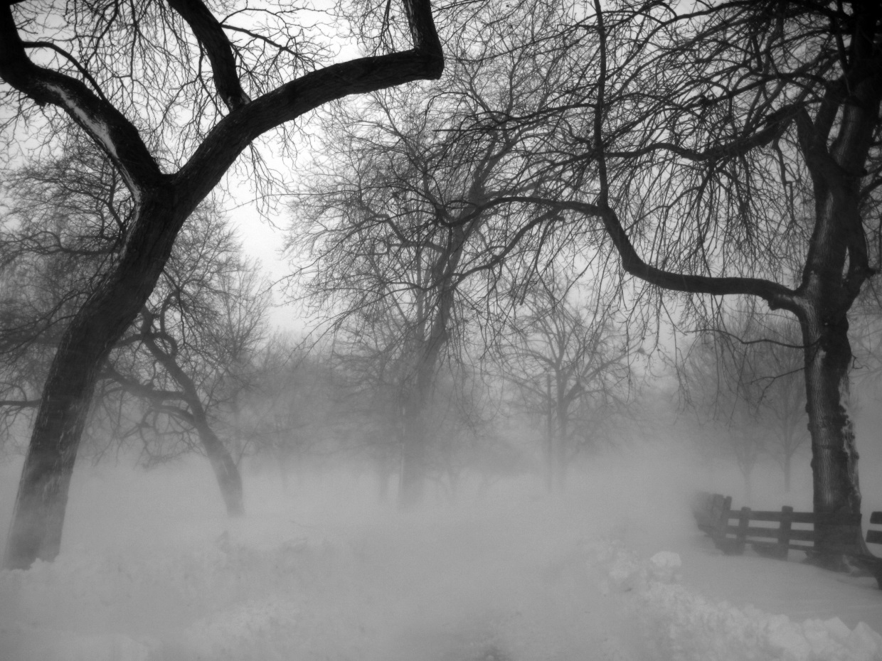 Blizzard by Renee Mcgurk via Flickr